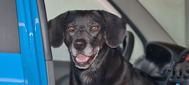 Hunde im Auto – Im Sommer kann es zur tödlichen Falle werden