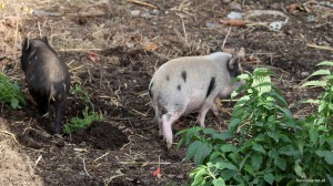 Ferkel Tierschutz