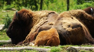 Bison Welttierschutztag