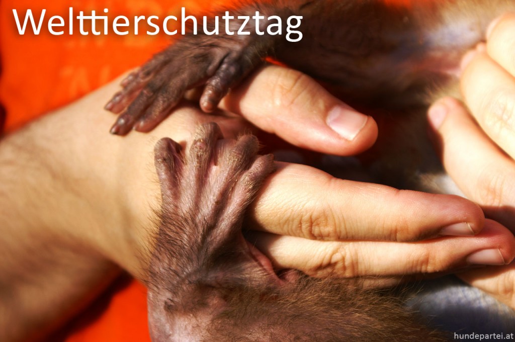 Welttierschutztag Hilfe Tiere