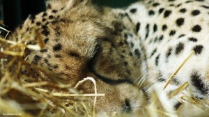 Tier im Zoo Welttierschutztag