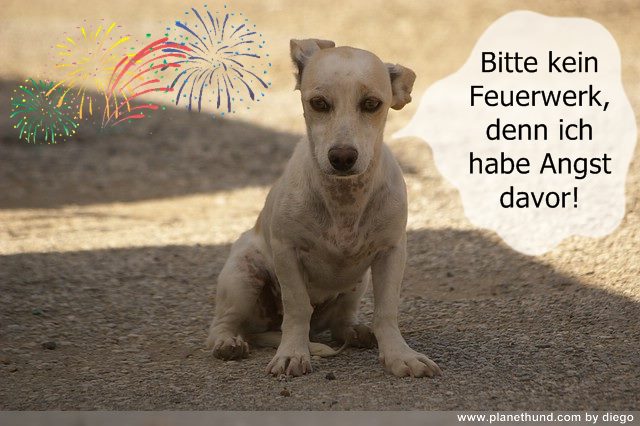 Silvester Feuerwerk Tiere