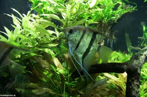 Fische