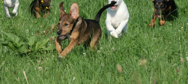 Fünf Hundewelpen in einer kleinen Box weggeworfen