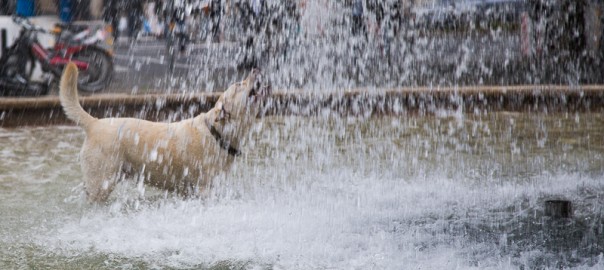 Gefahr bei sommerliche Hitze für Tiere