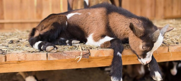 Tierschutzombudsstelle Steiermark schreibt Preis für innovative Bauprojekte aus