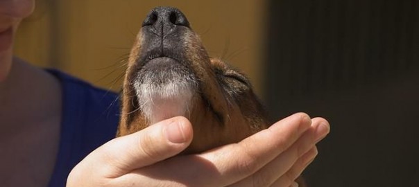 Senior-Hunden aus dem Tierheim eine Chance geben