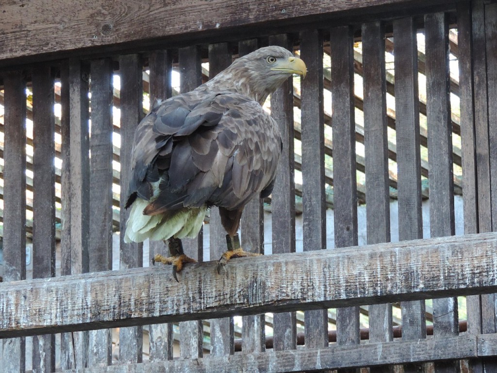 seeadler