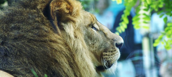 Zoo: Was wäre wenn sich Tiere gegen Menschen auflehnen?