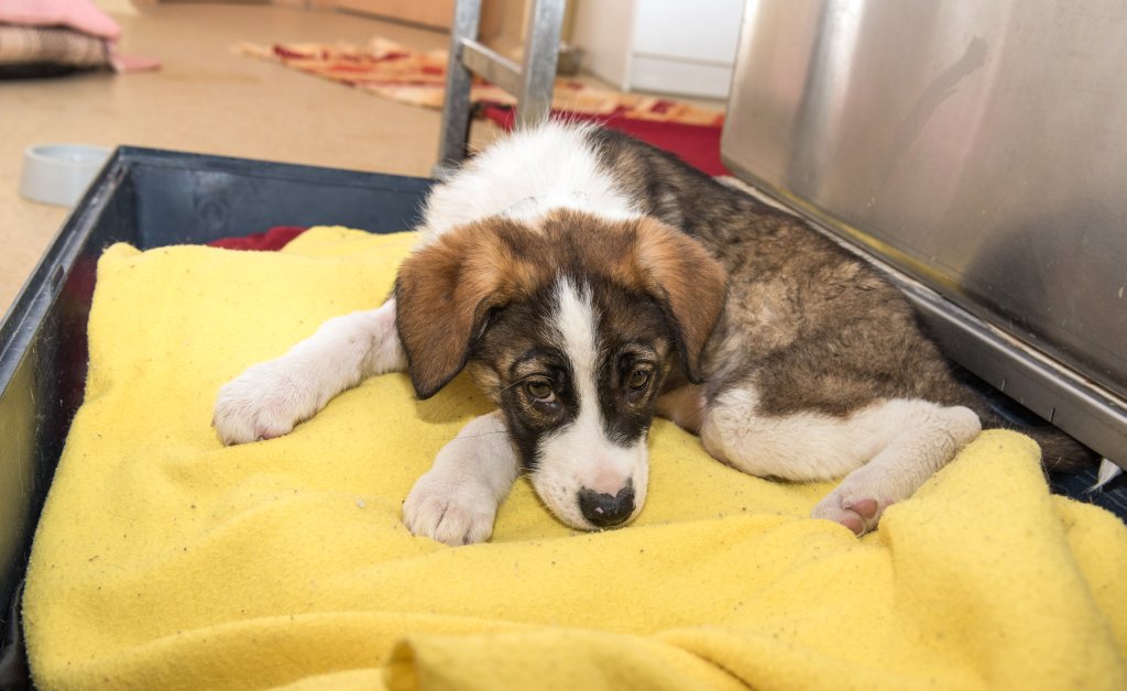 Tierschutzverein: Hände weg von Zuchttieren solange Tiere im Tierheim auf ein neues Zuhause warten