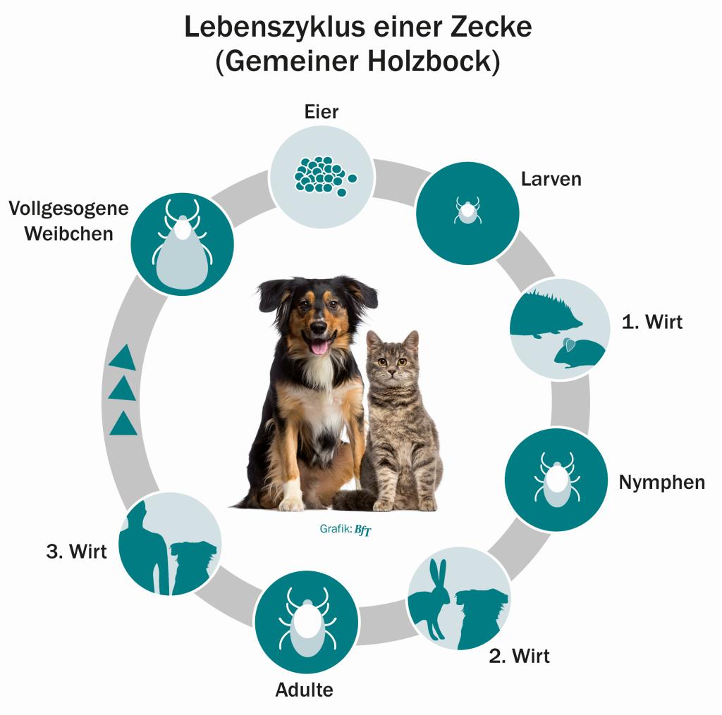 Zeckenzeit: Gefahr für Hunde durch Zecken vom Frühling bis Herbst