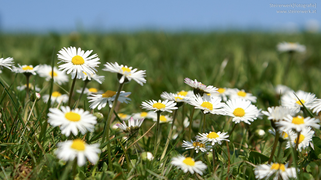 Blumenwiese