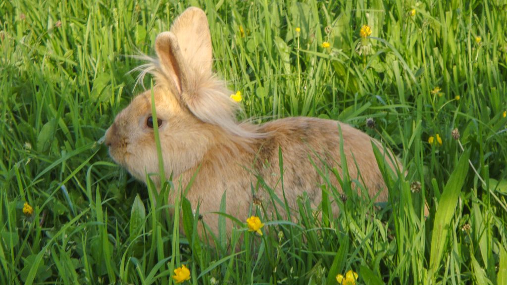 Kaninchen Wiese