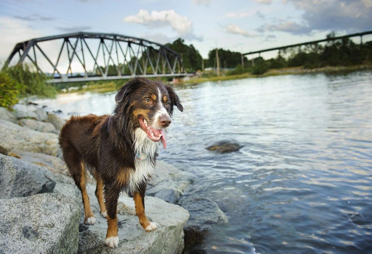 Hunde finden auf Wiener Badeplätzen Abkühlung im Sommer