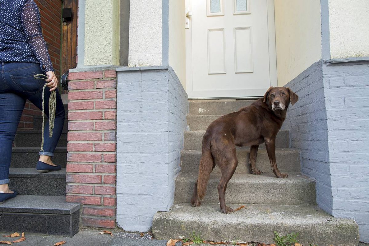 Altersbedingte Krankheiten beim Hund