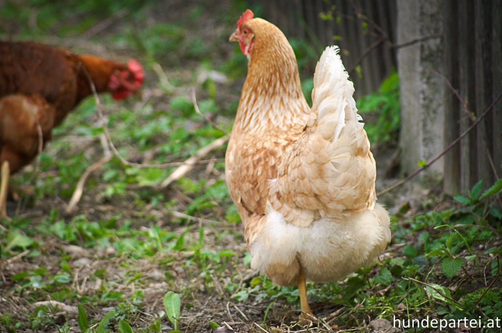 Eierproduktion Huhn