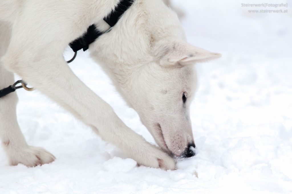 Hunde Pfoten im Schnee