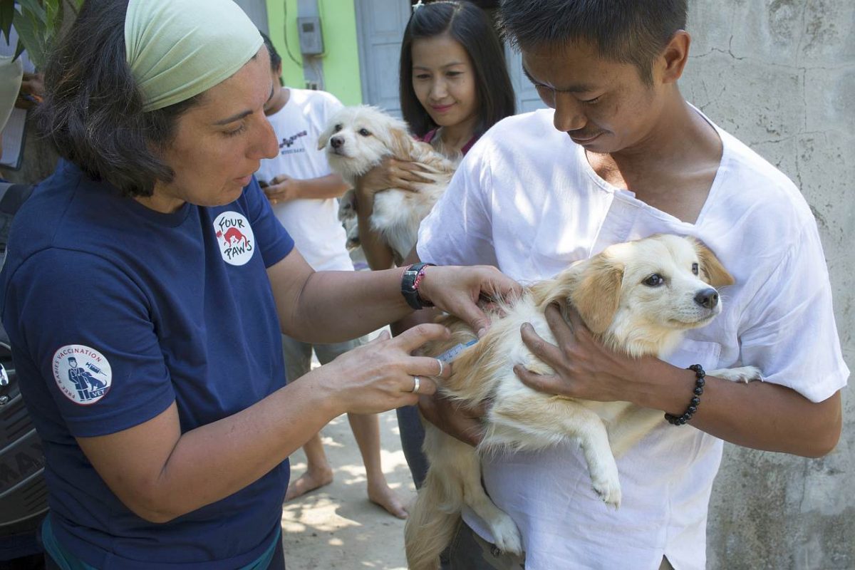 50.000 Streunerhunde werden in Myanmar gegen Tollwut geimpft