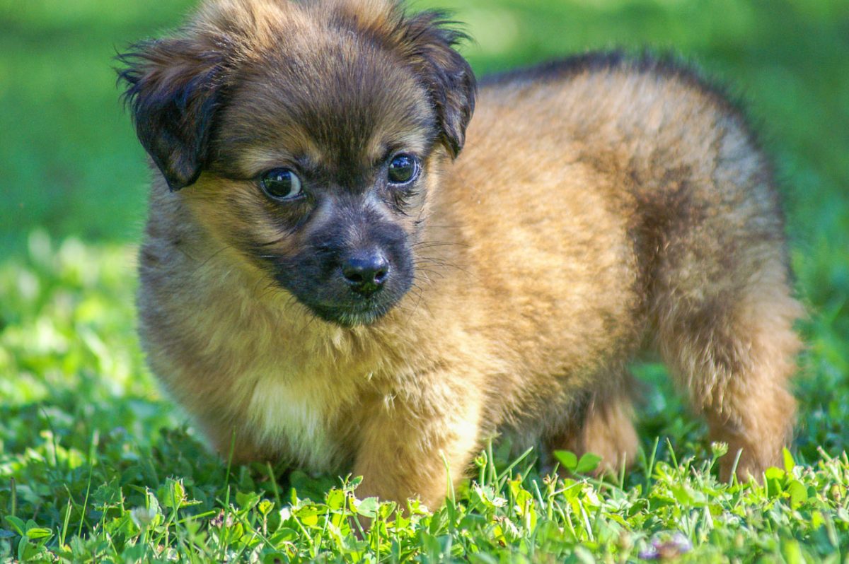 Online-Plattform bazos.at schließt Handel mit Hunden & Katzen