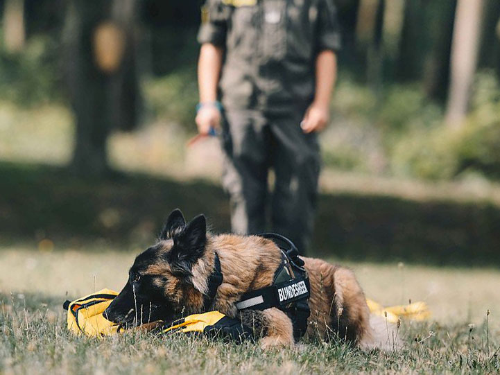 Covid-19 Spürhund: Bundesheer startet Erprobungsphase für neuartige Ausbildung