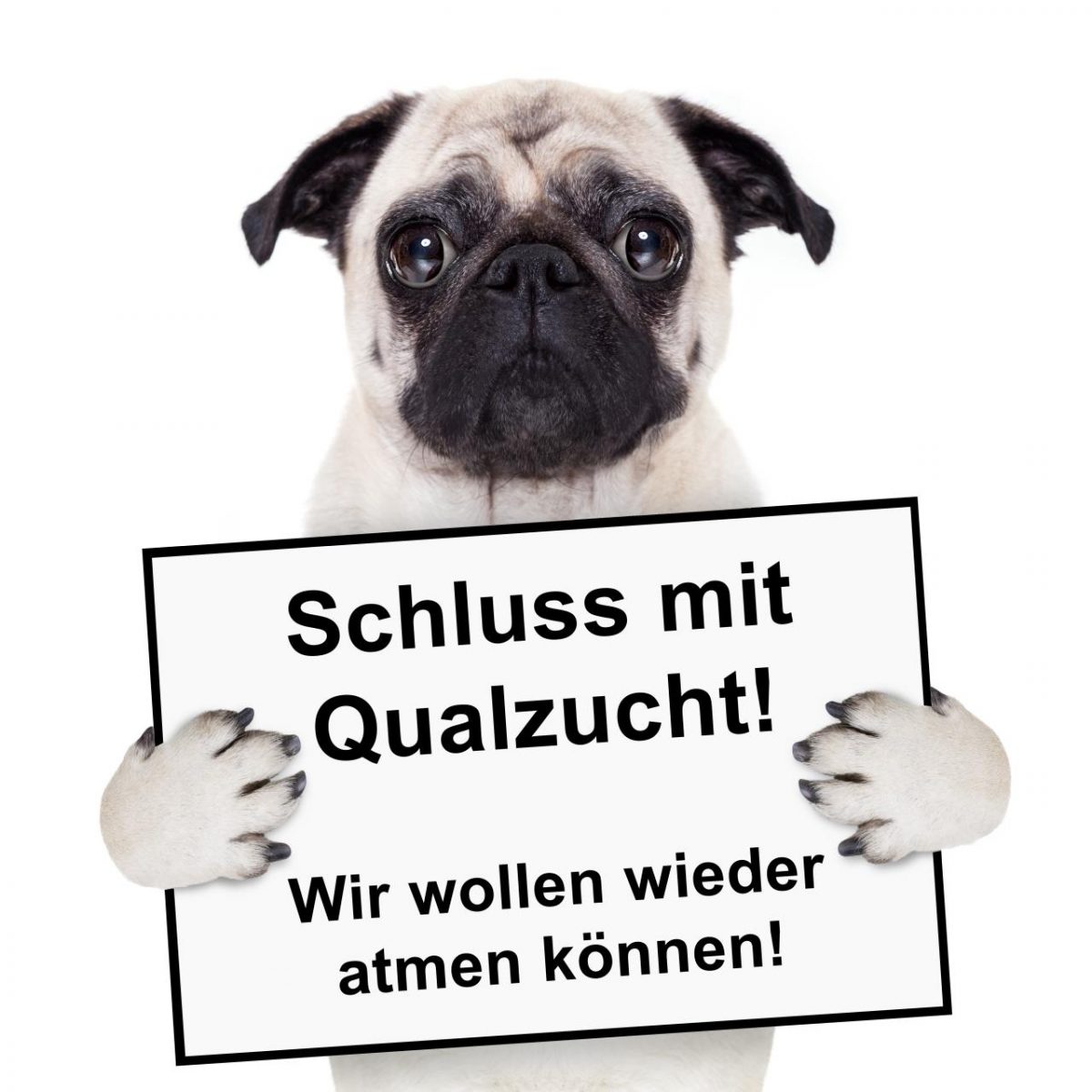 Schluss mit Qualzucht Tiervermittlung