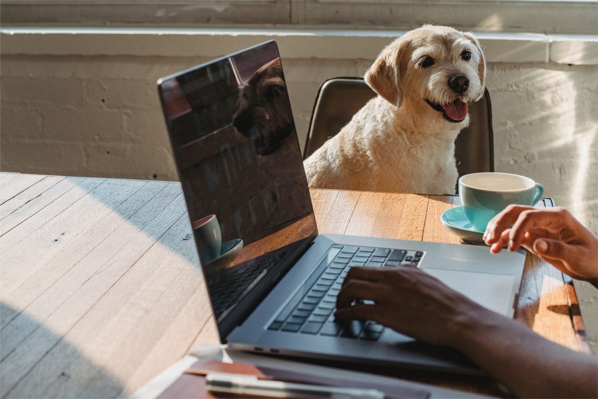 DeineTierwelt führt Verifizierungspflicht für Anbieter von Hunden ein